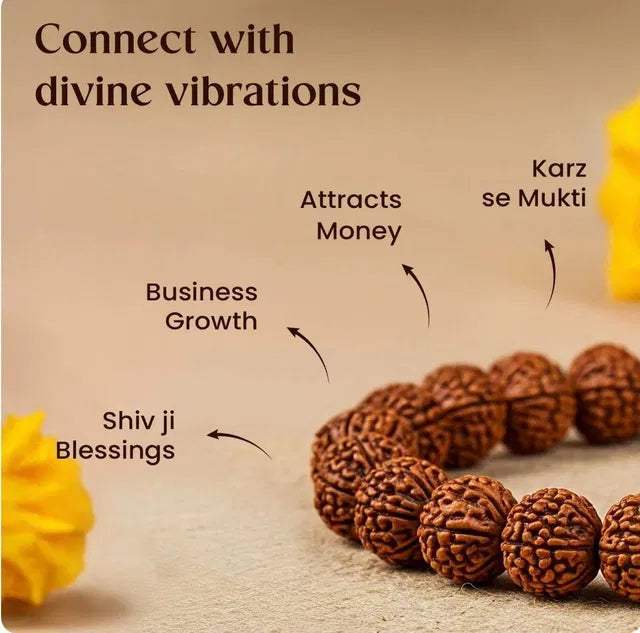 ShivAura™ 7 Mukhi Rudraksha